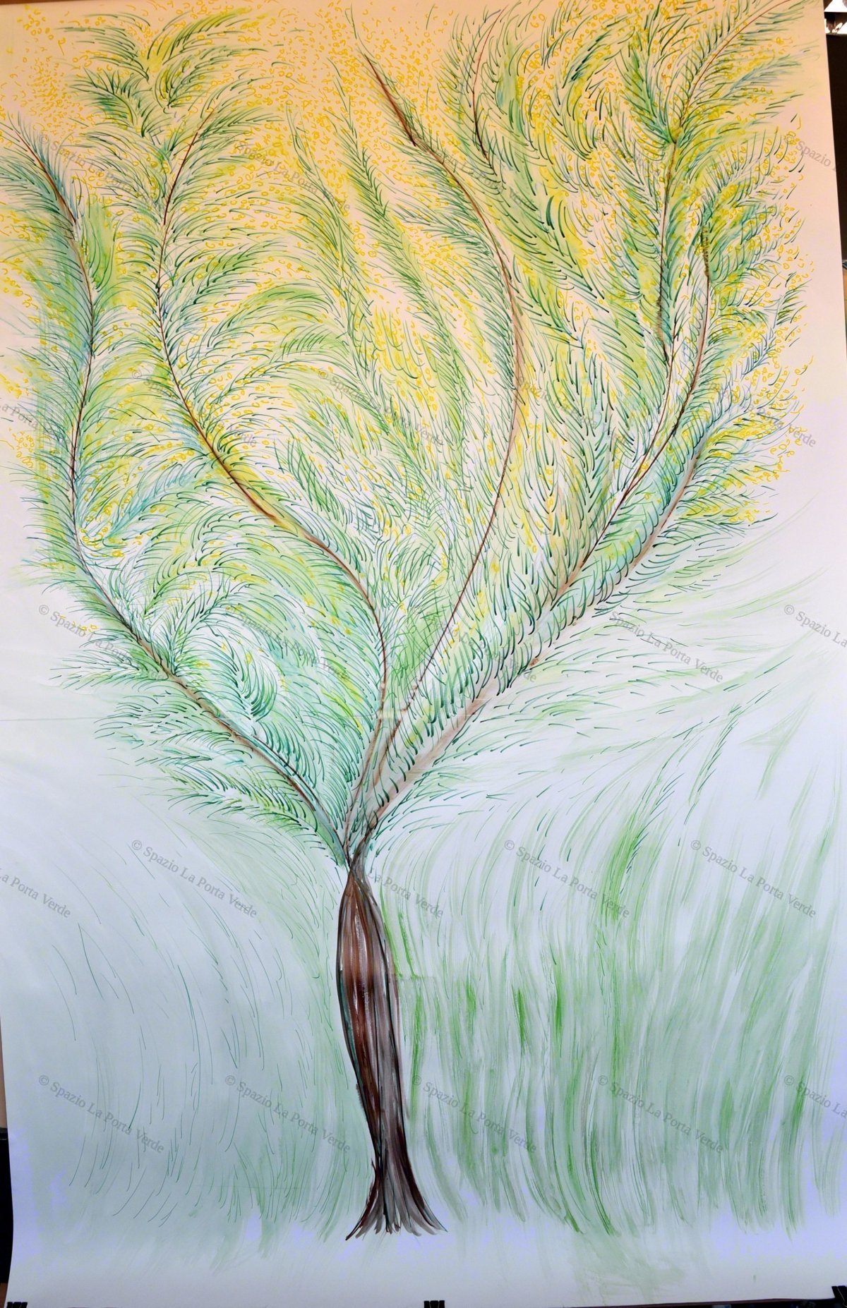 Mimosa